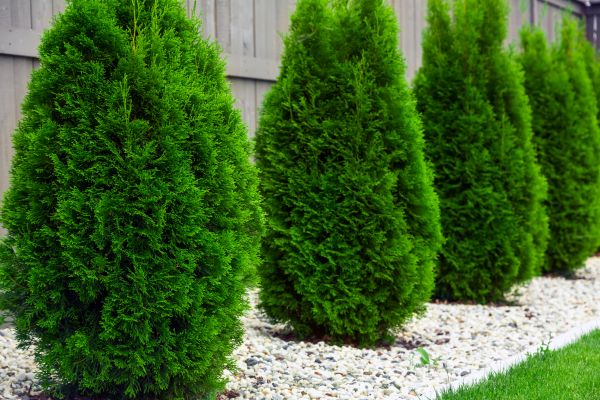 Arborvitae Planting in Kennewick