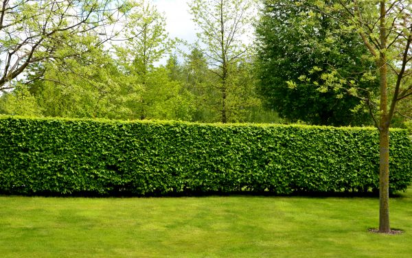 Hedge Planting in Kennewick