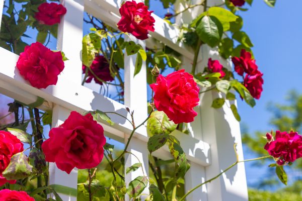 Home Gardening Service in Kennewick