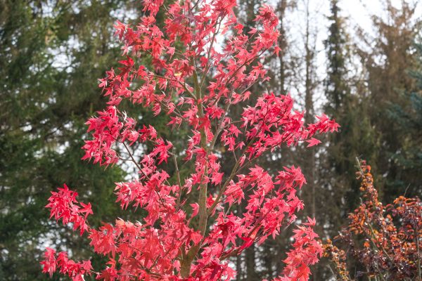 Japanese Maple Planting in Kennewick