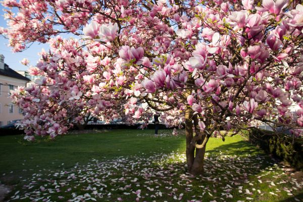 Magnolia Tree Planting in Kennewick