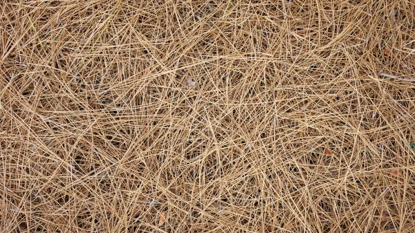 Pine Needles Delivery in Kennewick