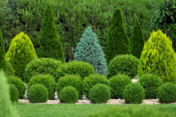 Shrub Replacement in Kennewick
