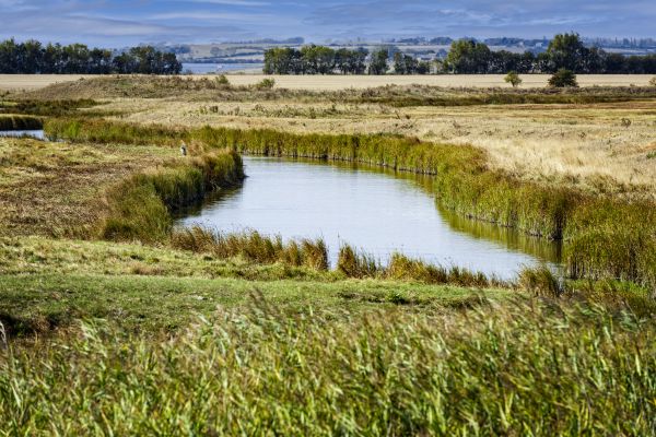 Swale Landscaping in Kennewick