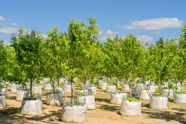 Tree Planting Service in Kennewick