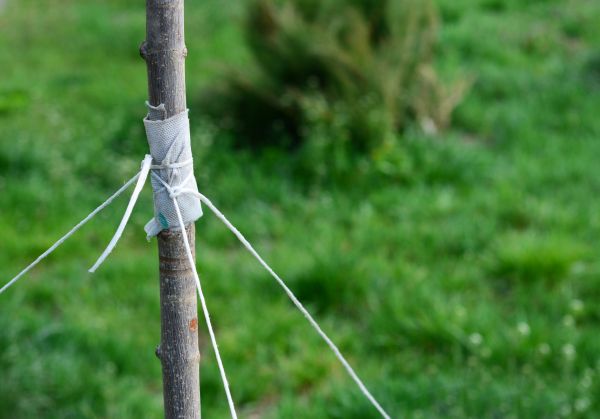 Tree Staking Service in Kennewick