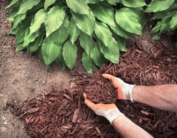Shredded Mulch Service in Kennewick
