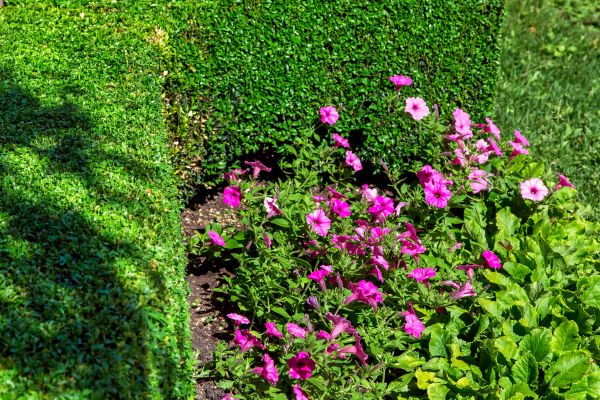 Softscaping Service in Kennewick