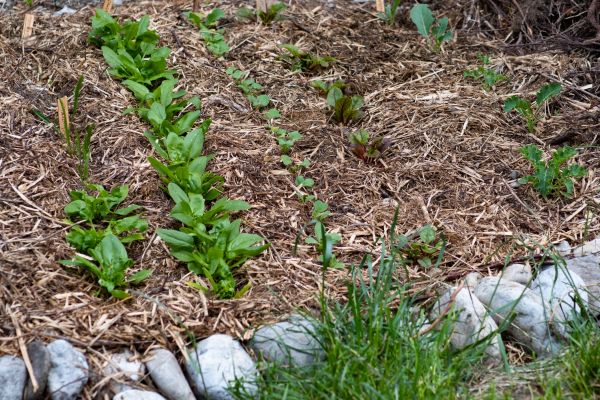 Mulch Service in Kennewick