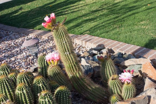 Desert Landscaping in Kennewick