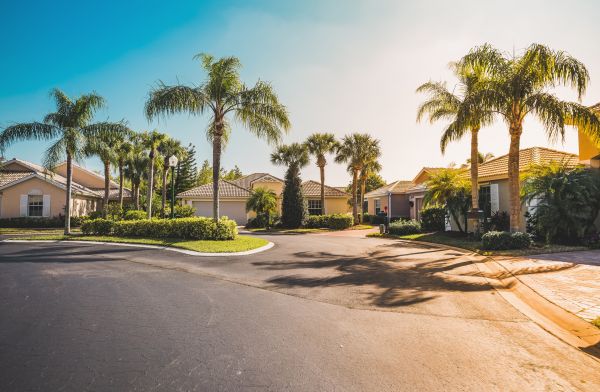 Palm Tree Landscaping in Kennewick