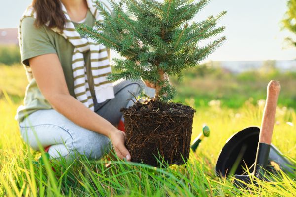 Spruce Tree Planting in Kennewick