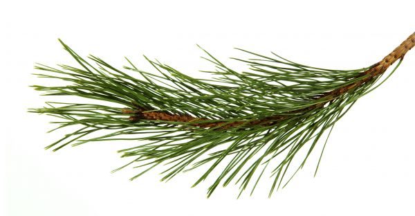 Pine Needles Installation in Kennewick