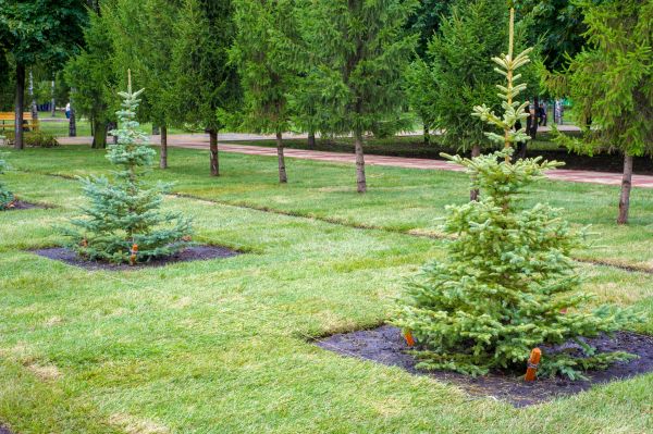 Privacy Trees Planting in Kennewick