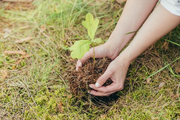Oak Tree Planting in Kennewick