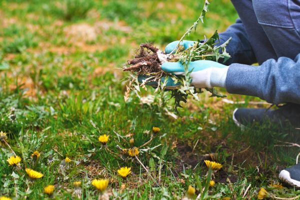 Flower Bed Clearing in Kennewick
