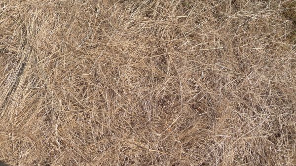 Pine Straw Replacement in Kennewick