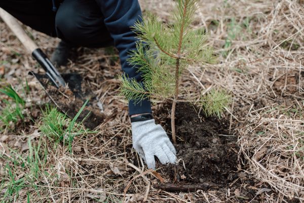 Pine Tree Planting in Kennewick