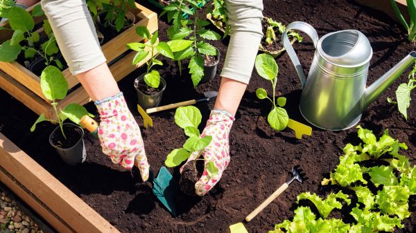 Garden Bed Installation in Kennewick