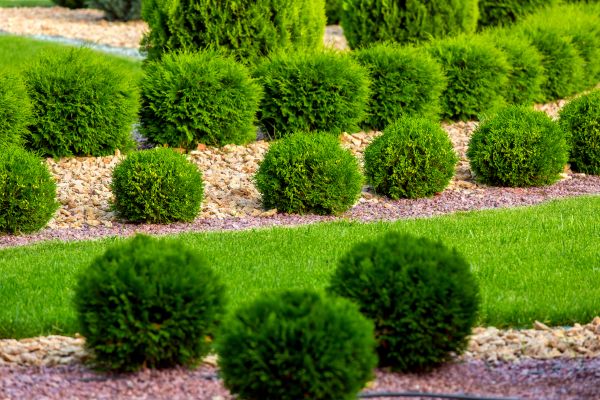 Bush Replacement in Kennewick