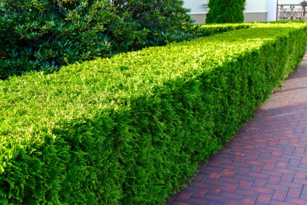 Hedge Installation in Kennewick