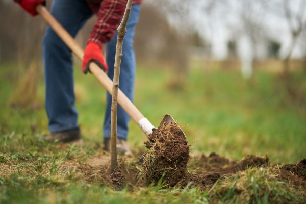 Trees Planting in Kennewick