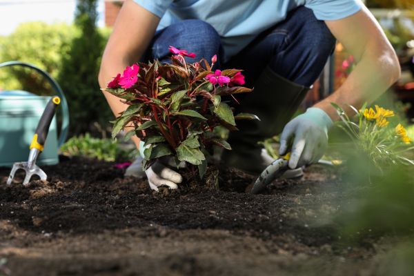 Plant Replacement in Kennewick