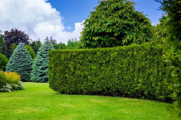 Hedge Landscaping in Kennewick