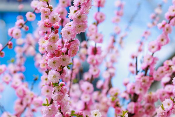 Japanese Cherry Tree Planting in Kennewick