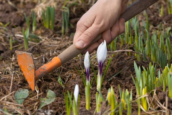 Flower Garden Weeding in Kennewick