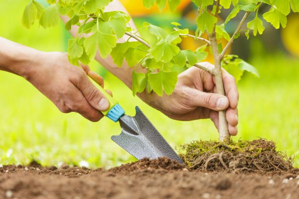 Fruit Tree Planting in Kennewick