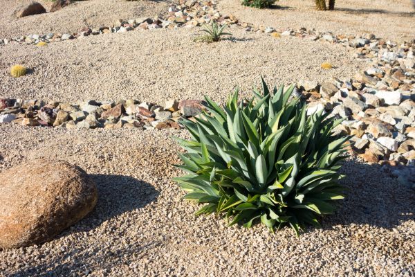 Xeriscaping Service in Kennewick