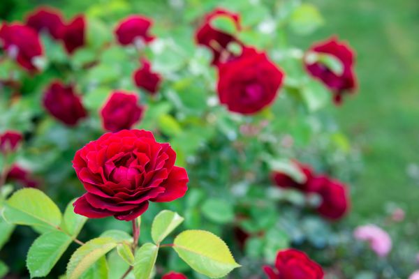 Rose Planting in Kennewick