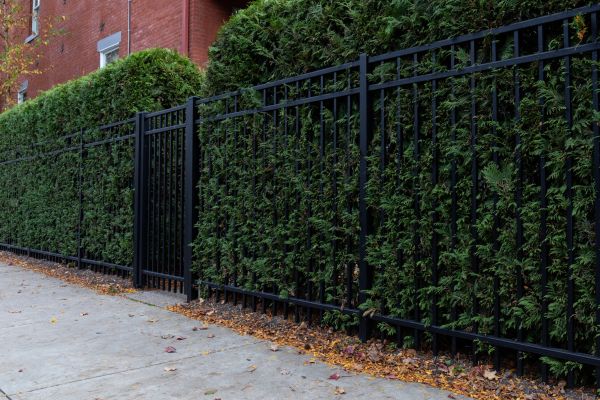 Privacy Hedge Installation in Kennewick