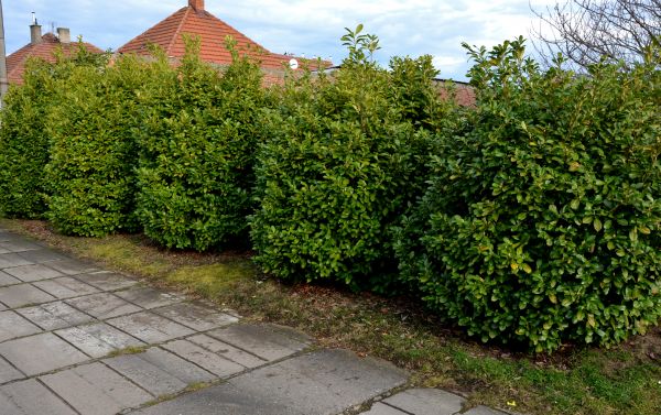 Privacy Shrub Installation in Kennewick