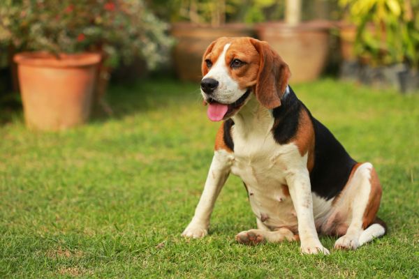 Dog Friendly Landscaping in Kennewick