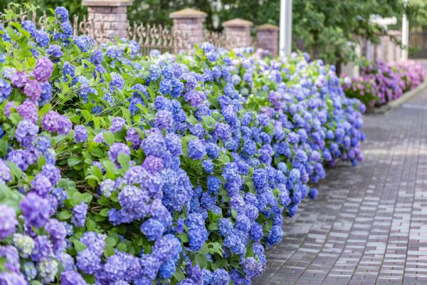 Hydrangea Landscaping in Kennewick