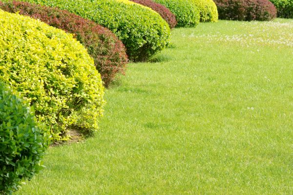Shrubbery Planting in Kennewick