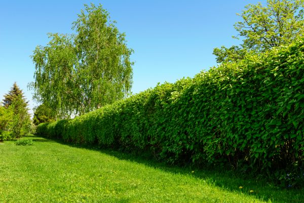 Hedge Replacement in Kennewick