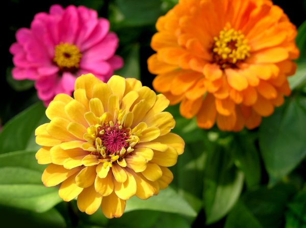 Zinnia Planting in Kennewick