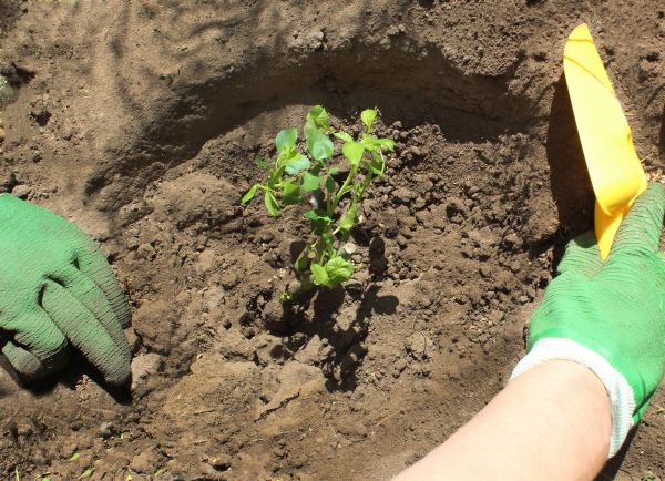 Rose Bush Planting in Kennewick