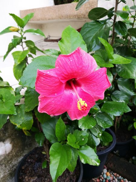 Hibiscus Planting in Kennewick