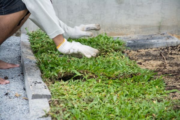 Ground Cover Planting in Kennewick
