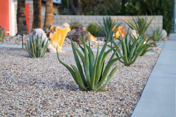 Drought Resistant Landscaping in Kennewick