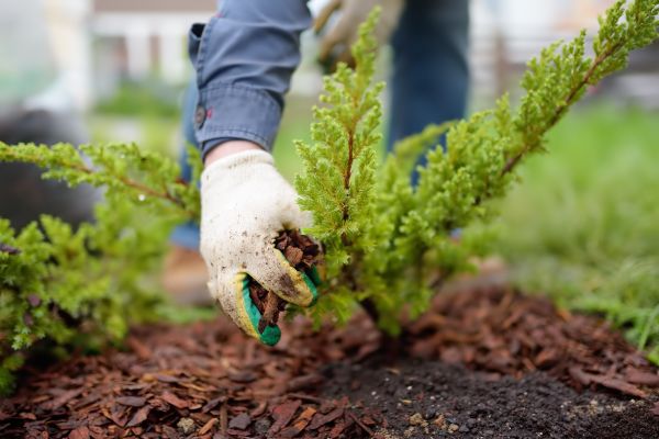 Church Mulching in Kennewick
