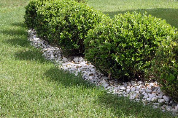 Boxwood Planting in Kennewick