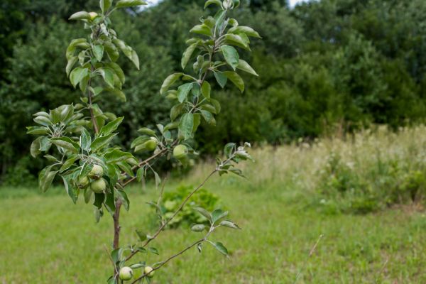 Apple Tree Planting in Kennewick