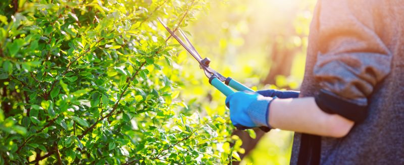 Shrub Care Service